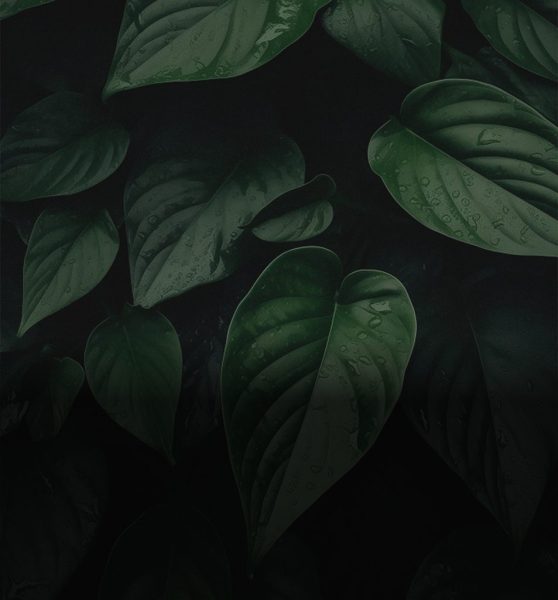 Slider Bg Img